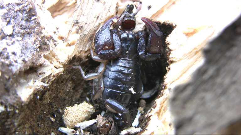 Euscorpius sicanus - Gargano